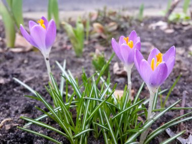 Bahçedeki mor tarla çiçekleri, ilkbaharda güneş ışığının sıcacık altın ışıklarına uyanırlar.