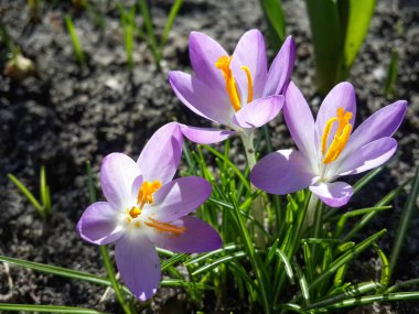 Bahçedeki mor tarla çiçekleri, ilkbaharda güneş ışığının sıcacık altın ışıklarına uyanırlar.