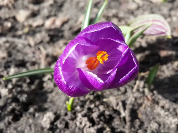 Цветок Фиолетового Крокуса Саду Ожидающий Весны Теплый Золотой Дождь Солнечного — стоковое фото