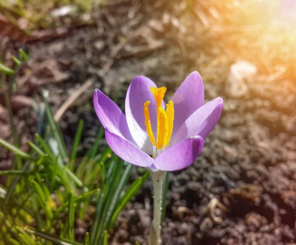 Fleur Crocus Violet Dans Jardin Réveillant Printemps Aux Chauds Rayons — Photo