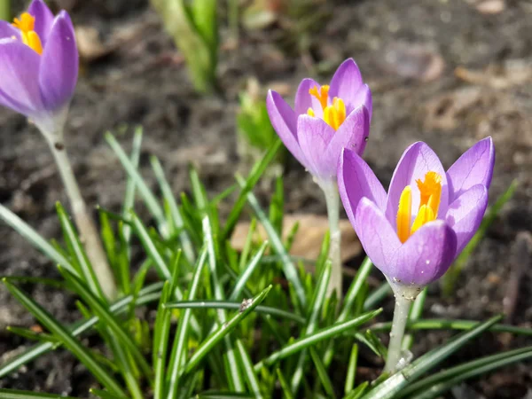 Purple Crocus Flowers Garden Awakening Spring Warm Gold Rays Sunlight — Stock Photo, Image