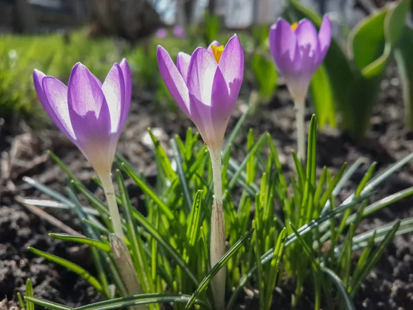 Фиолетовые Крокус Цветы Саду Просыпаясь Весной Теплых Золотых Лучах Солнечного — стоковое фото