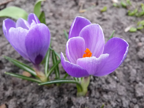 Фиолетовые Крокус Цветы Саду Просыпаясь Весной Теплых Золотых Лучах Солнечного — стоковое фото