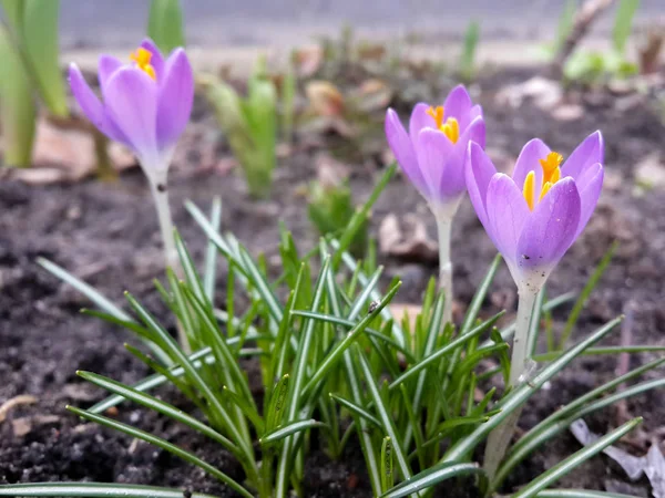 Bahçedeki mor tarla çiçekleri, ilkbaharda güneş ışığının sıcacık altın ışıklarına uyanırlar.