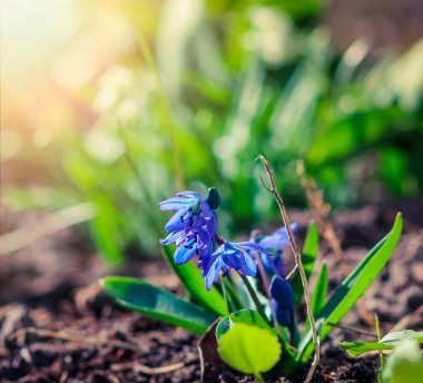 Ormanda ilkbaharın başlarında mavi kardelen çiçekleri