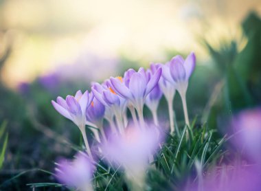 Bahçedeki mor tarla çiçekleri, ilkbaharda güneş ışığının sıcacık altın ışıklarına uyanırlar.