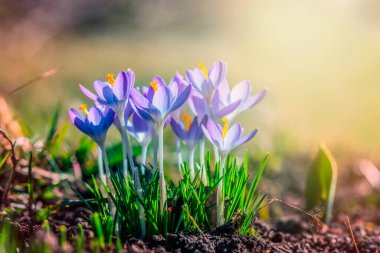Bahçedeki mor tarla çiçekleri, ilkbaharda güneş ışığının sıcacık altın ışıklarına uyanırlar.