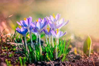 Bahçedeki mor tarla çiçekleri, ilkbaharda güneş ışığının sıcacık altın ışıklarına uyanırlar.
