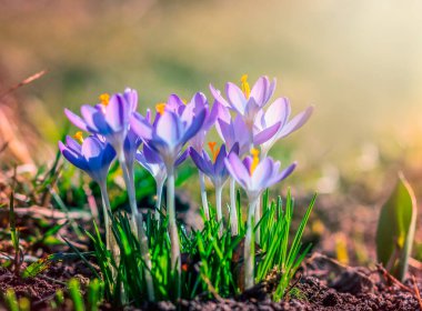 Bahçedeki mor tarla çiçekleri, ilkbaharda güneş ışığının sıcacık altın ışıklarına uyanırlar.