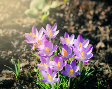 Bahçedeki mor tarla çiçekleri, ilkbaharda güneş ışığının sıcacık altın ışıklarına uyanırlar.