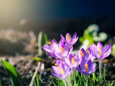 Bahçedeki mor tarla çiçekleri, ilkbaharda güneş ışığının sıcacık altın ışıklarına uyanırlar.