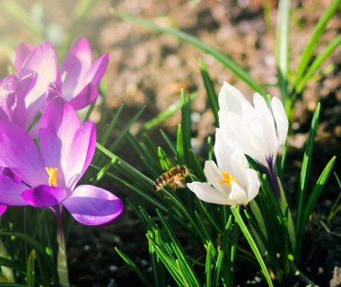Bahçesinde arı olan beyaz tarla faresi, baharda uyanıyor ılık altın güneş ışınlarıyla.