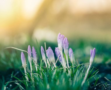 Bahçedeki mor tarla çiçekleri, ilkbaharda güneş ışığının sıcacık altın ışıklarına uyanırlar.