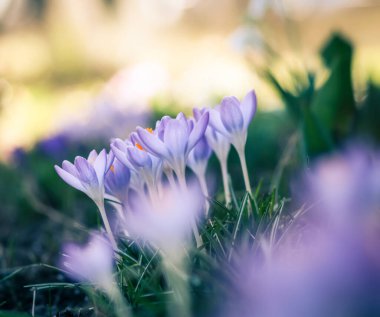 Bahçedeki mor tarla çiçekleri, ilkbaharda güneş ışığının sıcacık altın ışıklarına uyanırlar.