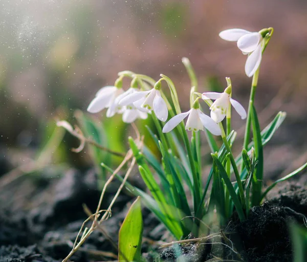 Group Beautiful Fresh Snowdrops Early Spring Awakening Warm Gold Rays — Stock Photo, Image