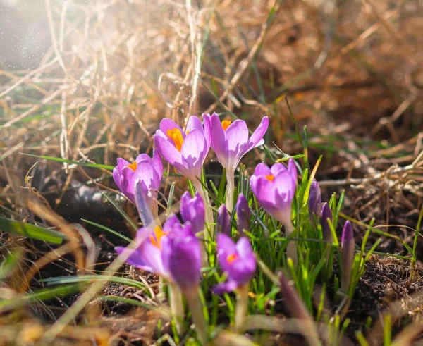 庭の紫色のクロッカスの花 太陽の暖かい黄金の光線に春に目覚め — ストック写真