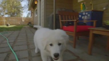 Sevimli köpek yavrusu büyük Pyrenees