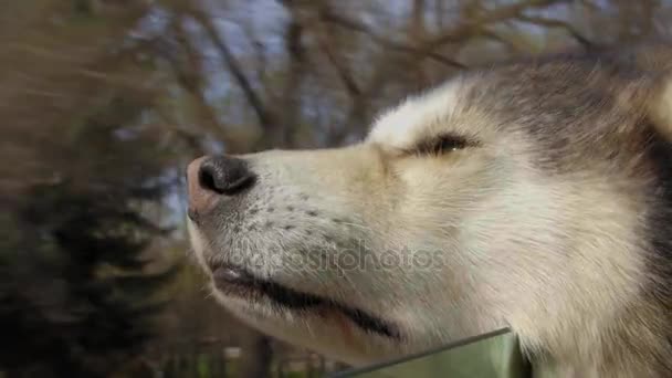 Hond pup met hoofd uit raam — Stockvideo