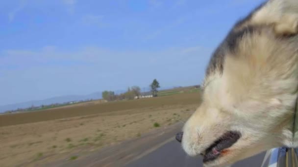 Malamute palos cabeza fuera — Vídeos de Stock