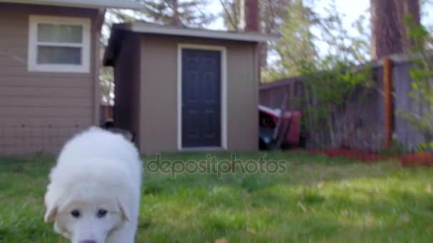 Schattige puppy hondje van het Groot Pyreneeën — Stockvideo