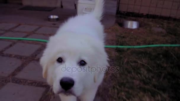 Niedlichen großen Pyrenäen Welpen Hund — Stockvideo © STCCK 152755910