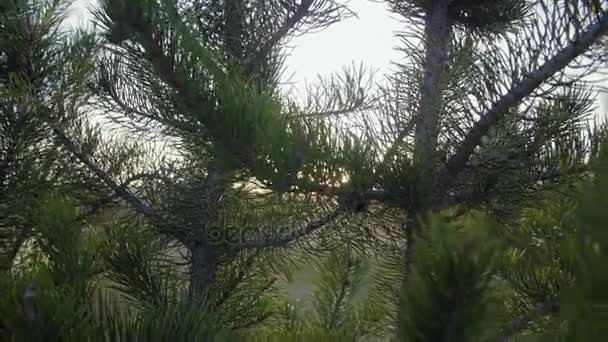 Setting sun shines through pine trees — Stock Video