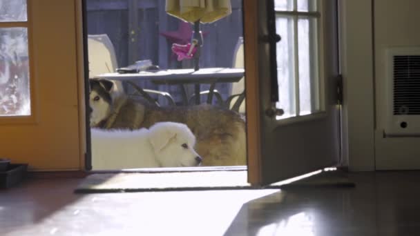 Puszysty biały szczeniak pirenejski pies górski — Wideo stockowe