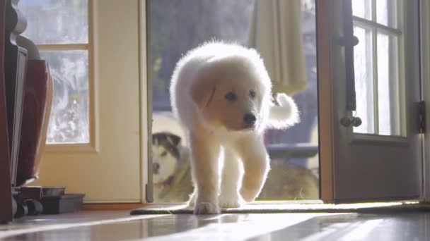 Fluffy Grande Pirenei cucciolo di cane — Video Stock