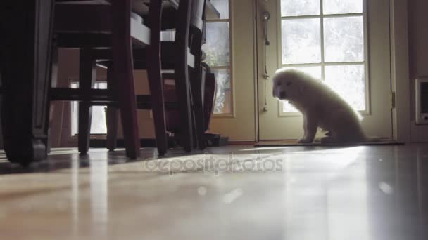 Çok güzel yalnız küçük köpek yavrusu — Stok video