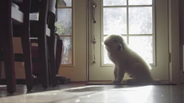 可爱孤独的小狗 — 图库视频影像