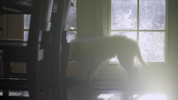 Große Pyrenäen Welpen Hund — Stockvideo