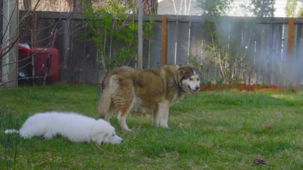 阿拉斯加雪橇犬狗教小狗 — 图库视频影像