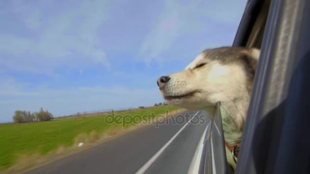 Malamute steckt Kopf nach außen — Stockvideo