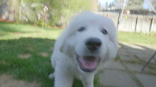 Cão de cachorro bonito Great Pyrenees — Vídeo de Stock