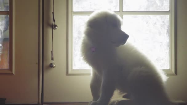 Cachorro blanco esponjoso perro — Vídeo de stock