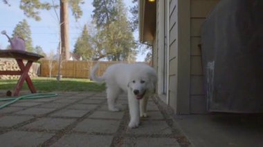 Sevimli köpek yavrusu büyük Pyrenees