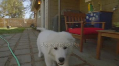 Sevimli köpek yavrusu büyük Pyrenees