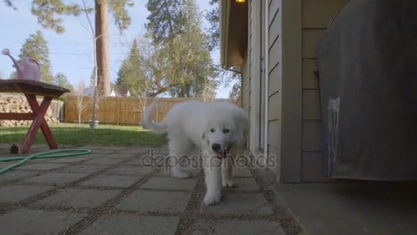 Söt stor Pyrenéerna valp hund — Stockvideo