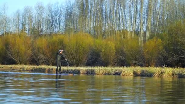 Volwassen man paddle boards op rivier — Stockvideo