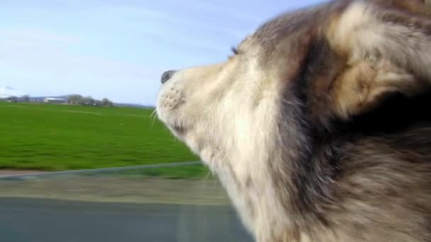 Malamute palos cabeza fuera — Vídeo de stock