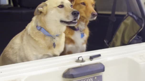 Dos perros sentados en el coche — Vídeos de Stock