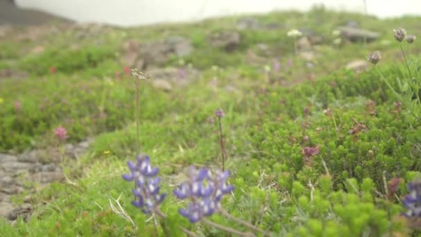 Красива Квіткова лука — стокове відео