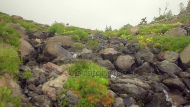 Beautiful creek in mountains — Stock Video