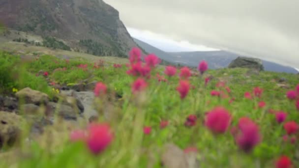 Prairie de fleurs ruisseau et montagnes — Video