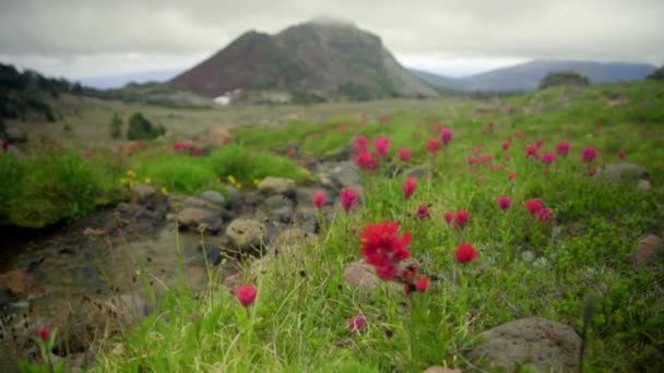 Λουλούδι λιβάδι creek και βουνά — Αρχείο Βίντεο