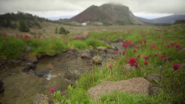 Çiçek çayır dere ve dağlar — Stok video