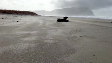 Güneşli bir günde kıyı şeridinin manzarası 