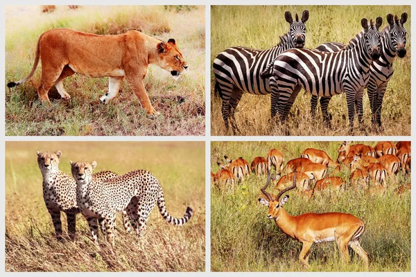 Wild African animals - lion, cheetah, zebra, antelope in the national park. African collage.