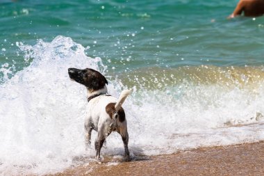 Deniz, okyanus, dalga