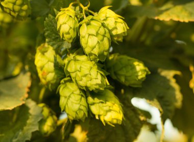 Yeşil hop koniler.